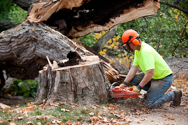  Sedona, AZ Tree Removal Pros